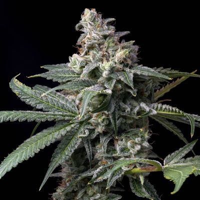 Cookies Seed Bank - GMO x Hollywood (fem.) 🇺🇸 10013