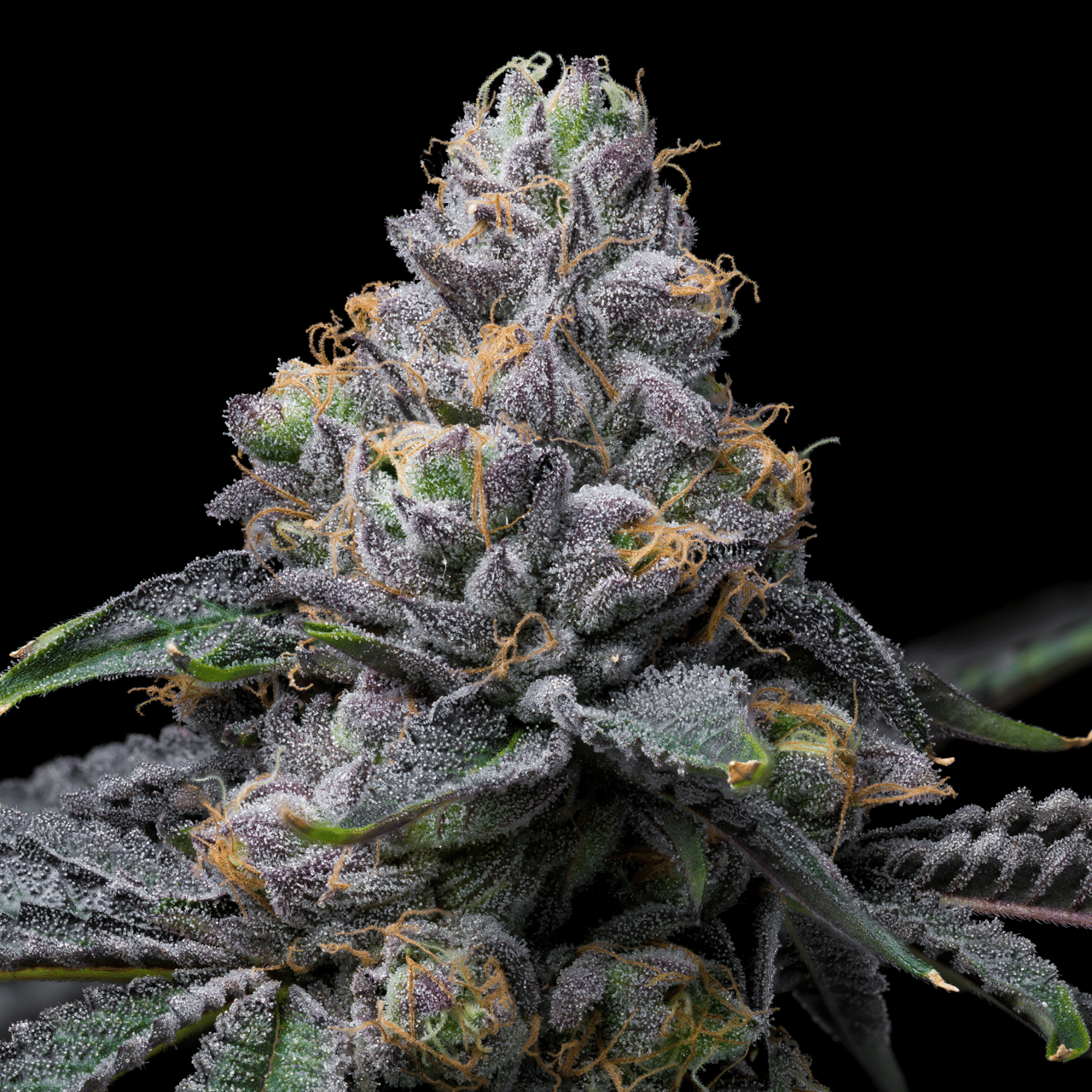 Cookies Seed Bank - Sunset Sherb x Hollywood (fem.) 🇺🇸