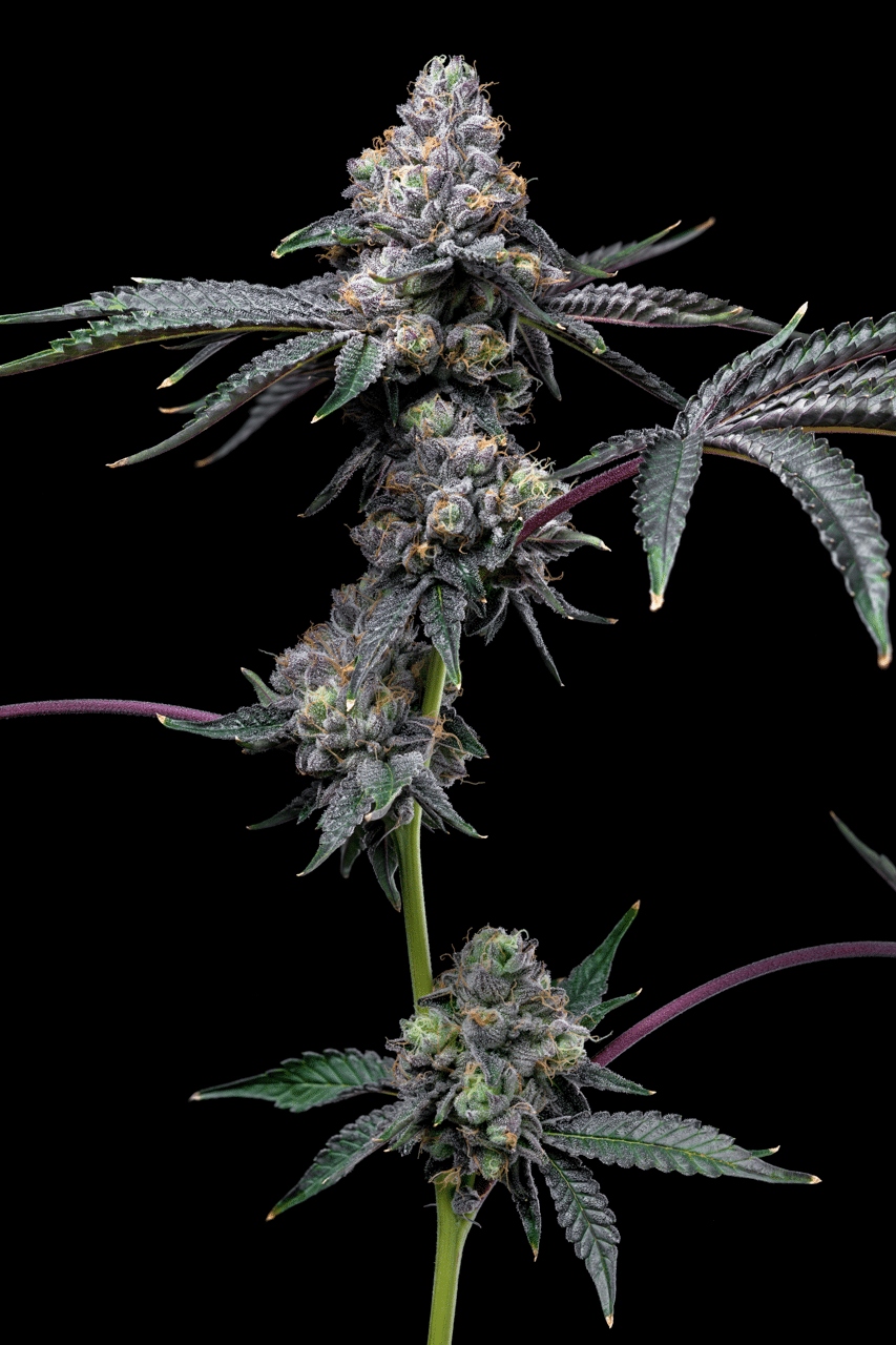 Cookies Seed Bank - Sunset Sherb x Hollywood (fem.) 🇺🇸