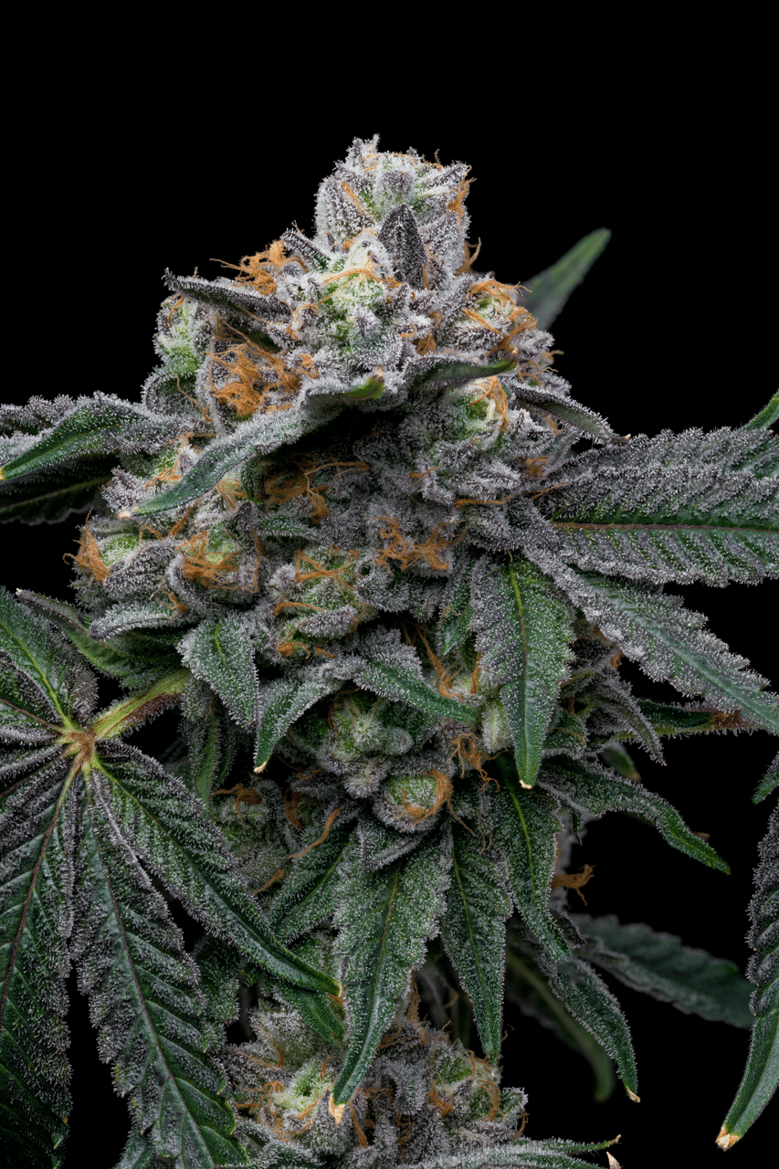 Cookies Seed Bank - Mango x Hollywood (fem.) 🇺🇸