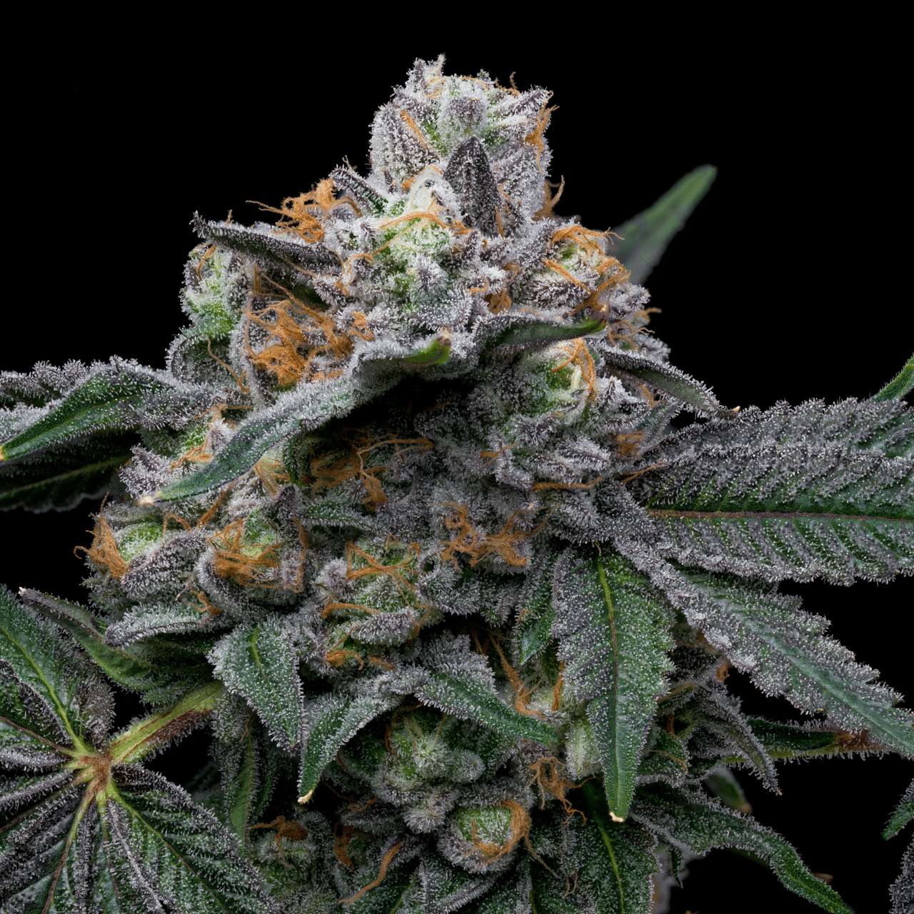 Cookies Seed Bank - Mango x Hollywood (fem.) 🇺🇸