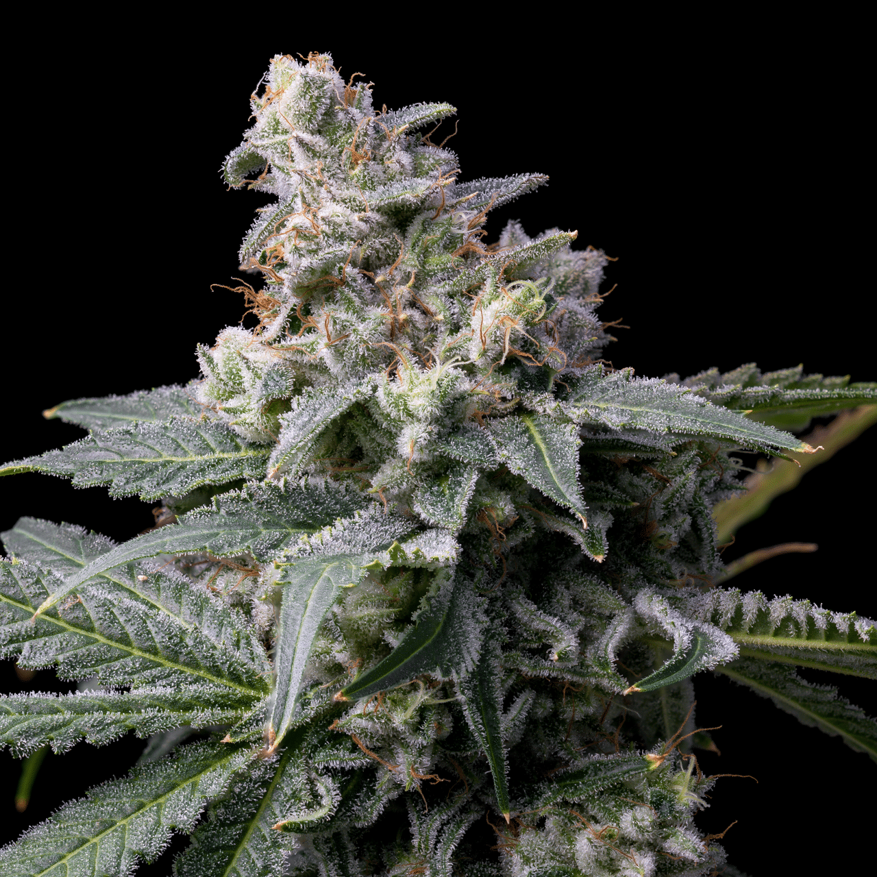 Cookies Seed Bank - GMO x Hollywood (fem.) 🇺🇸