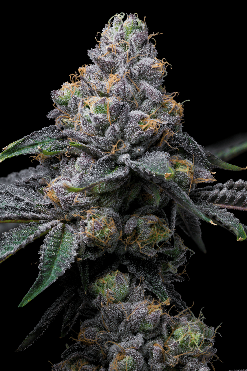 Cookies Seed Bank - Sunset Sherb x Hollywood (fem.) 🇺🇸