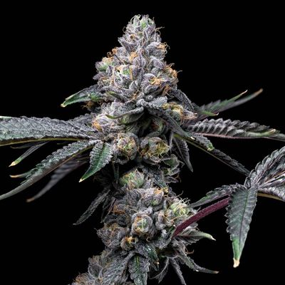 Cookies Seed Bank - Sunset Sherb x Hollywood (fem.) 🇺🇸 10014