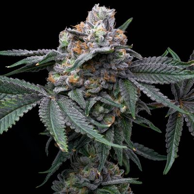 Cookies Seed Bank - Mango x Hollywood (fem.) 🇺🇸 10015