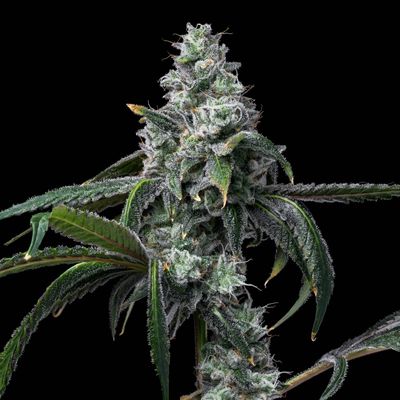 Cookies Seed Bank - UK Cheese x Hollywood (fem.) 🇺🇸 10016