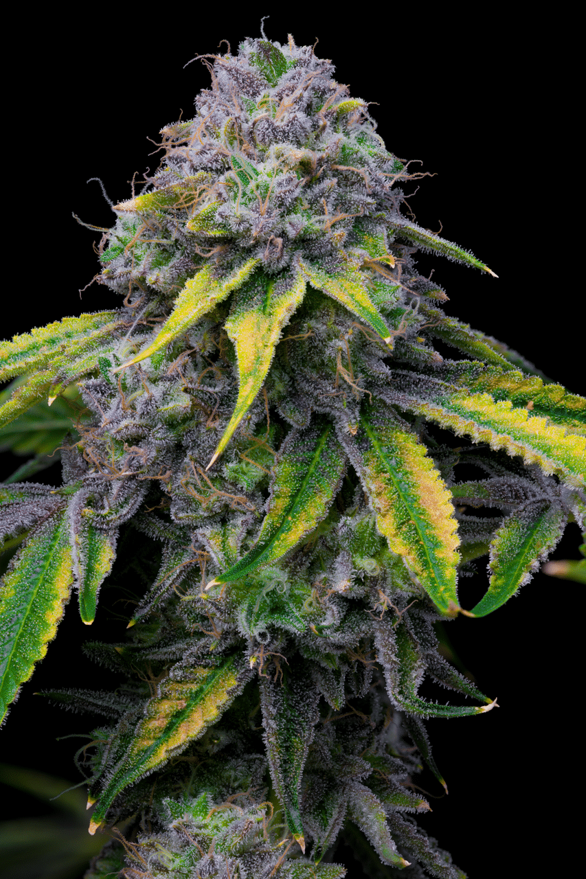 Cookies Seed Bank - Sour Dubb x Hollywood (fem.) 🇺🇸