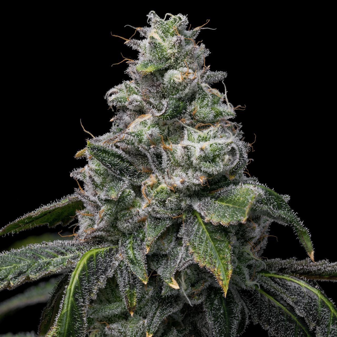 Cookies Seed Bank - UK Cheese x Hollywood (fem.) 🇺🇸