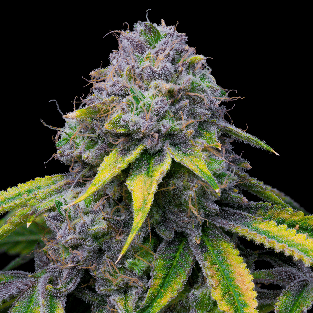 Cookies Seed Bank - Sour Dubb x Hollywood (fem.) 🇺🇸