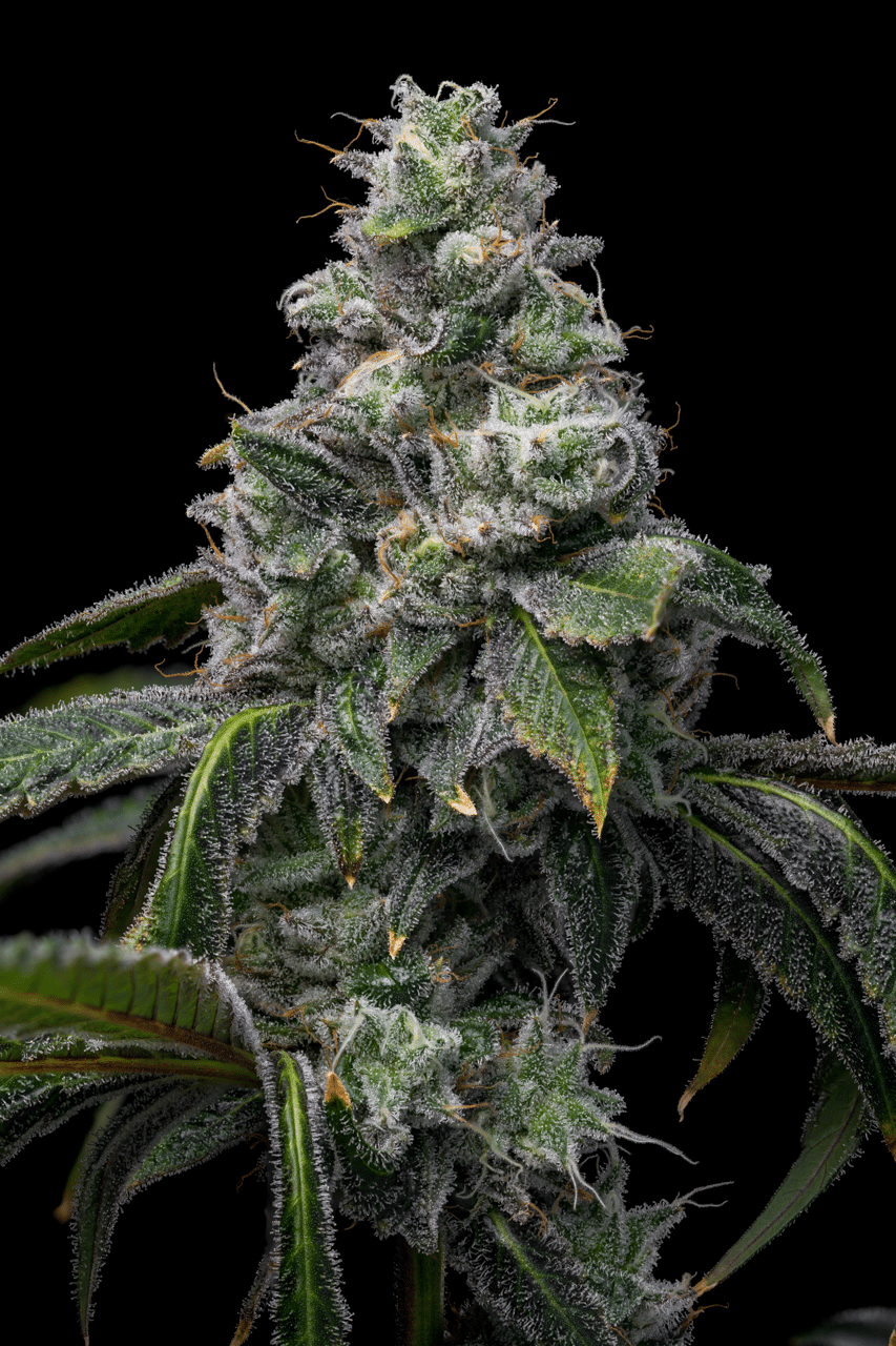 Cookies Seed Bank - UK Cheese x Hollywood (fem.) 🇺🇸