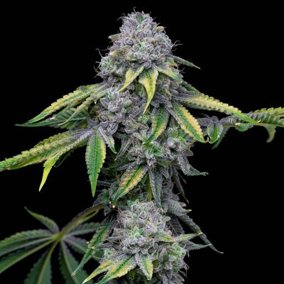 Cookies Seed Bank - Sour Dubb x Hollywood (fem.) 🇺🇸 10017