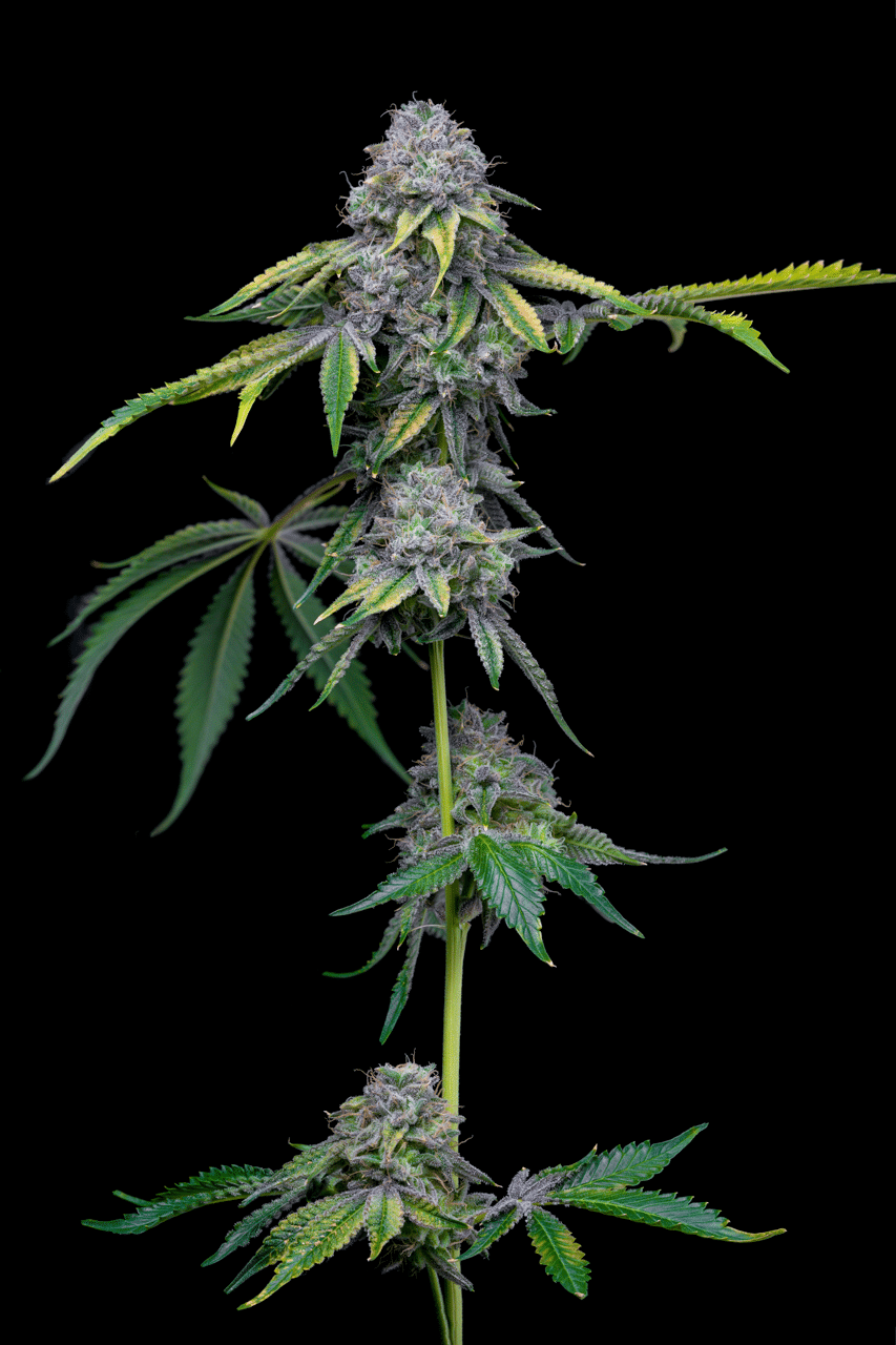 Cookies Seed Bank - Sour Dubb x Hollywood (fem.) 🇺🇸