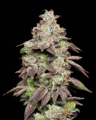 Cookies Seed Bank - Fried Banana (fem.) 🇺🇸 10018