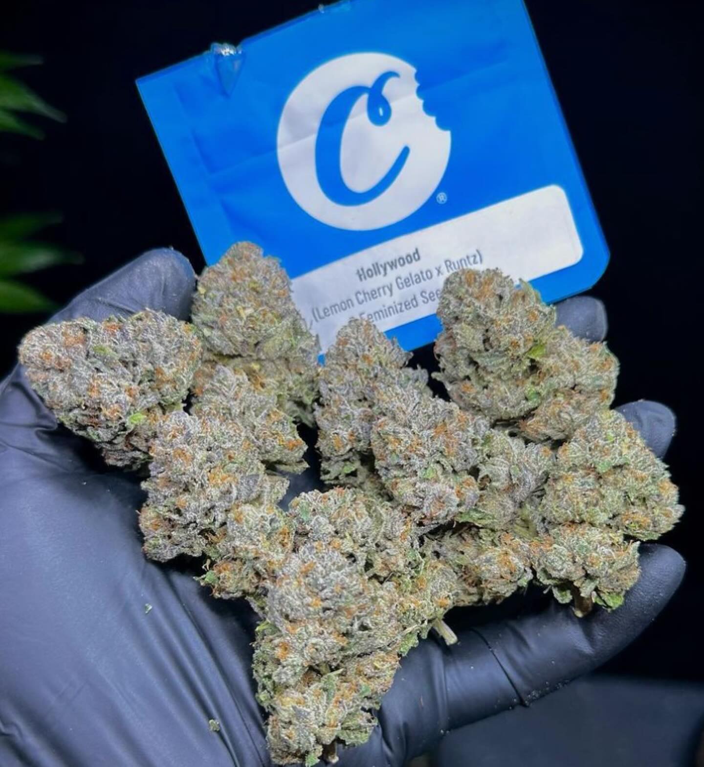Cookies Seed Bank - Animal Cake x Hollywood (fem.) 🇺🇸