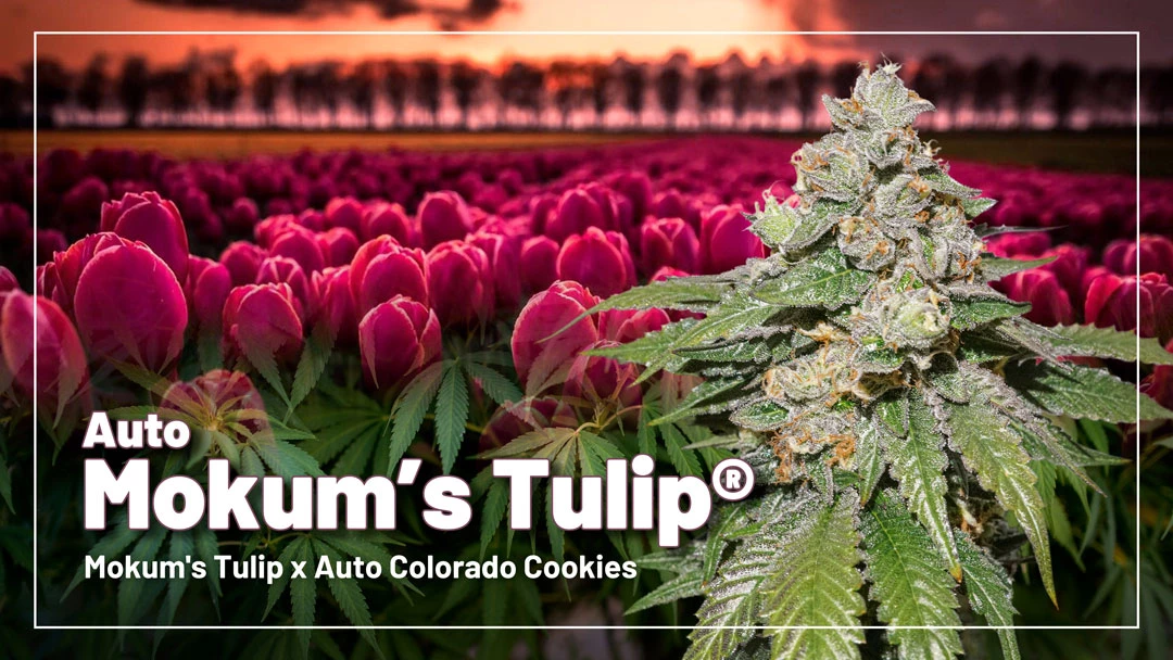 Dutch Passion - Auto Mokum's Tulip (auto/fem.)