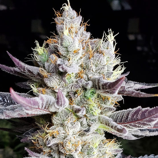 ETHOS Genetics - Booberry Cookies RBX (fem.) 🇺🇸