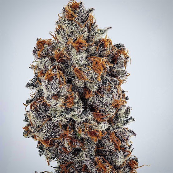 ETHOS Genetics - Banana Hammock RBX (fem.) 🇺🇸
