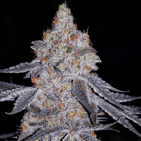 ETHOS Genetics - Banana Daddy R1 (fem.) 🇺🇸