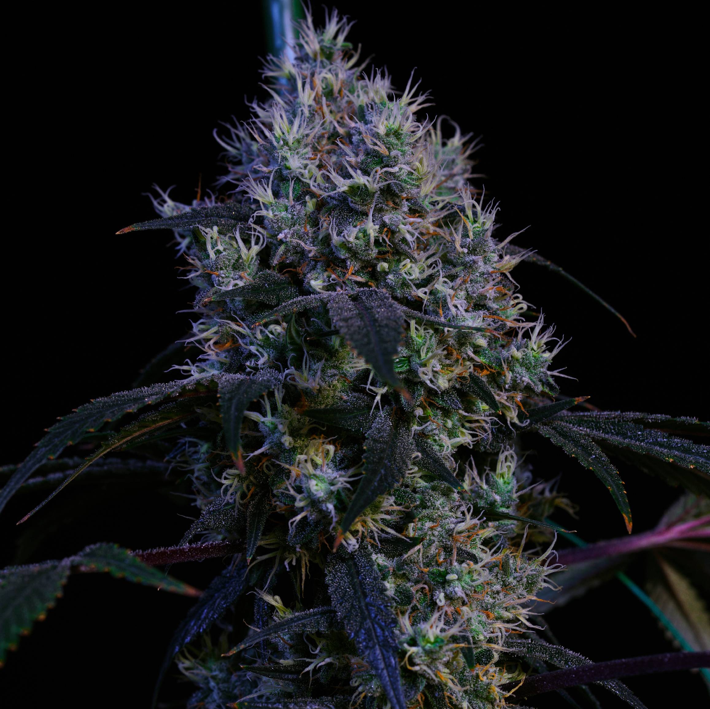 ETHOS Genetics - Super Lemon Haze RBX3 (fem.) 🇺🇸