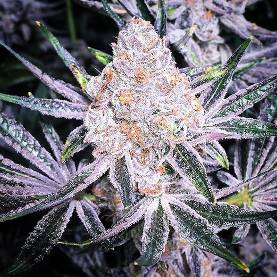 ETHOS Genetics - Purple Sunset RBX2 (fem.) 🇺🇸