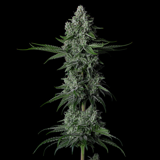 ETHOS Genetics - Grandpa’s Stash R2 (fem.) 🇺🇸