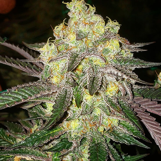 ETHOS Genetics - Candy Store RBX (fem.) 🇺🇸