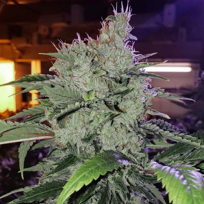 ETHOS Genetics - Chem Funk R1 (fem.) 🇺🇸