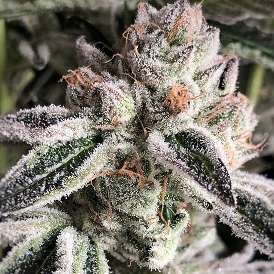 ETHOS Genetics - Crescendo RBX (fem.) 🇺🇸