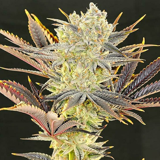 ETHOS Genetics - Citradelic Sunset (fem.) 🇺🇸
