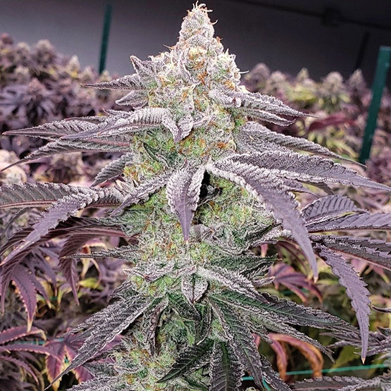 ETHOS Genetics - Colin OG RBX (fem.) 🇺🇸