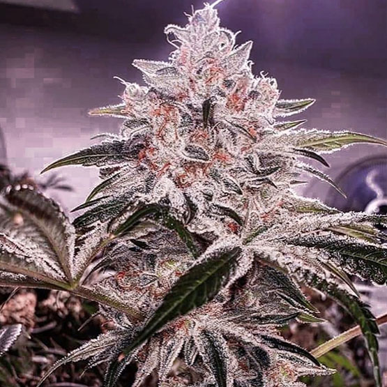 ETHOS Genetics - Ethos Apex R1 (fem.) 🇺🇸