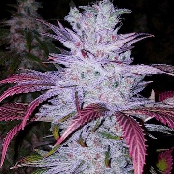 ETHOS Genetics - Early Lemon Berry RBX (fem.) 🇺🇸