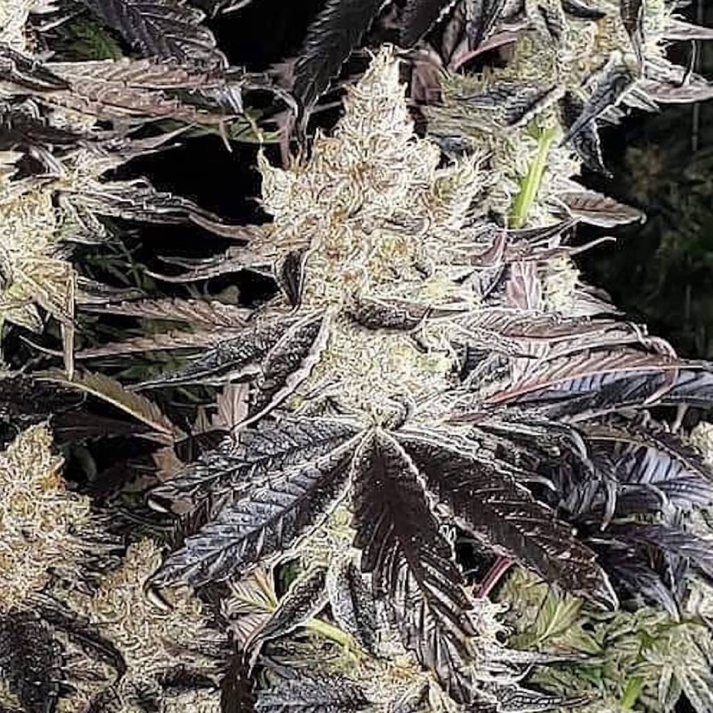 ETHOS Genetics - Ethos Cookies R2 (fem.) 🇺🇸