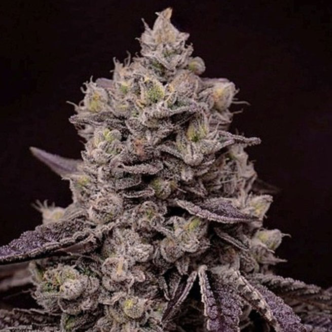 ETHOS Genetics - Fanta Sea RBX (fem.) 🇺🇸