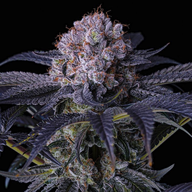 ETHOS Genetics - Grape Balls of Fire RBX (fem.) 🇺🇸