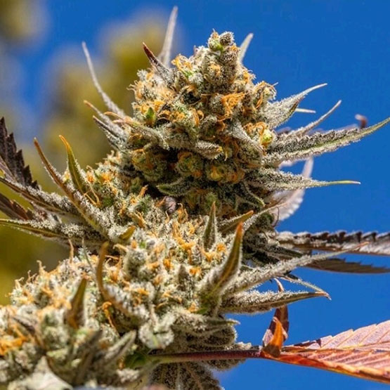 ETHOS Genetics - Lemon Berry Candy OG R2 (fem.) 🇺🇸