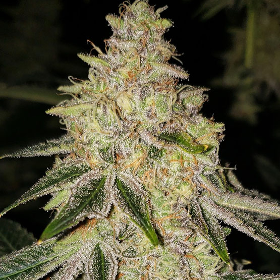 ETHOS Genetics - Mac n’ Jack R1 (fem.) 🇺🇸