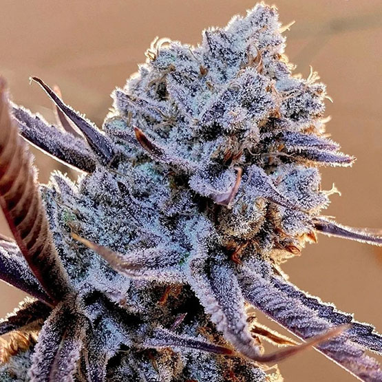 ETHOS Genetics - Lilac Diesel RBX2 (fem.) 🇺🇸
