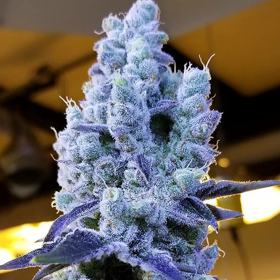 ETHOS Genetics - Mandarin Cookies V2 (fem.) 🇺🇸