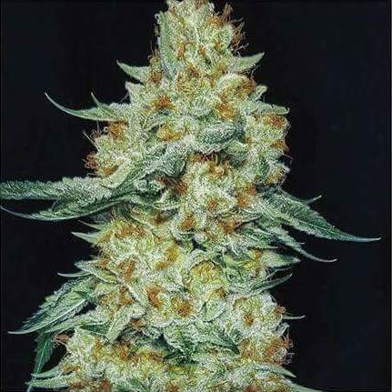 ETHOS Genetics - Member Berry RBX1 (fem.) 🇺🇸