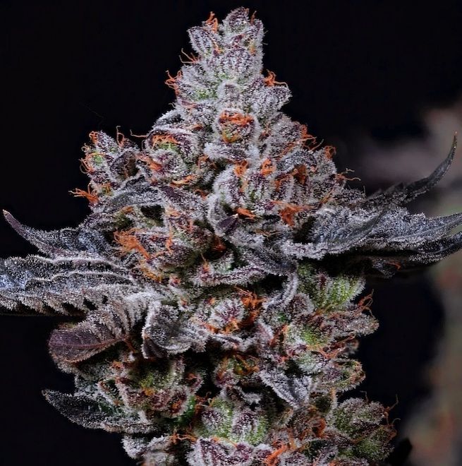 ETHOS Genetics - Mookie B R1 (fem.) 🇺🇸