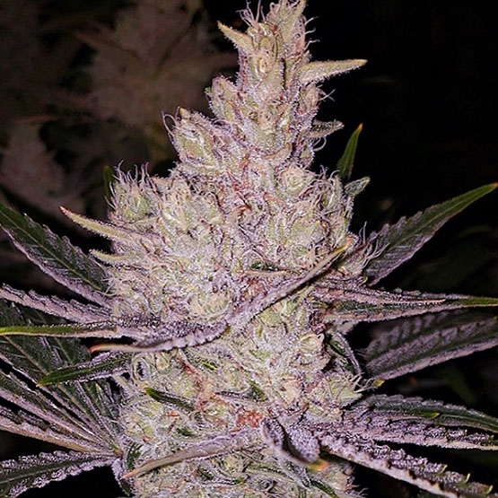 ETHOS Genetics - Orange Kush Cake R1 (fem.) 🇺🇸