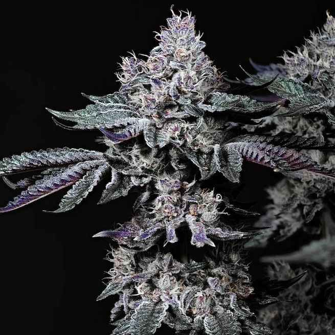 ETHOS Genetics - Nuggz R1 (fem.) 🇺🇸