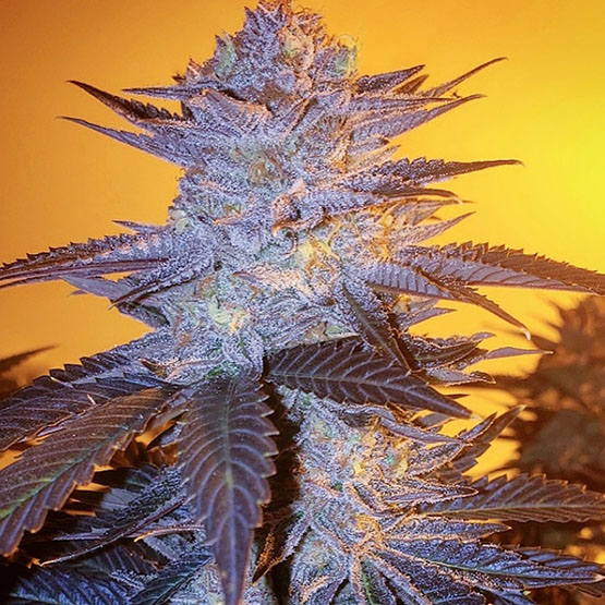 ETHOS Genetics - Orange Velvet Underground RBX (fem.) 🇺🇸