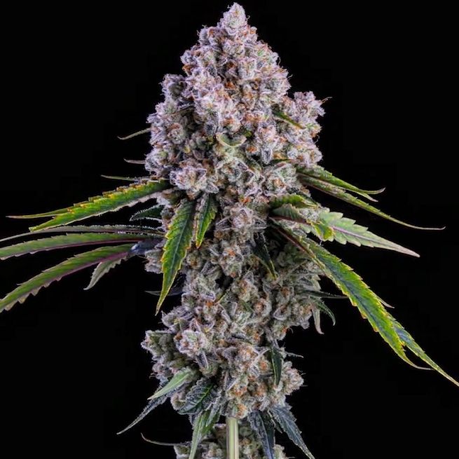ETHOS Genetics - Pepe Silvia R1 (fem.) 🇺🇸