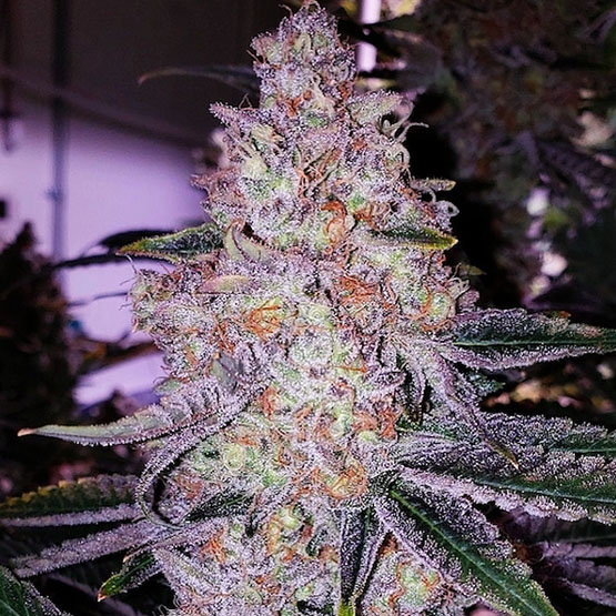 ETHOS Genetics - Planet of the Grapes RBX (fem.) 🇺🇸