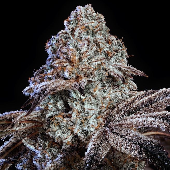 ETHOS Genetics - Psy-Op R1 (fem.) 🇺🇸