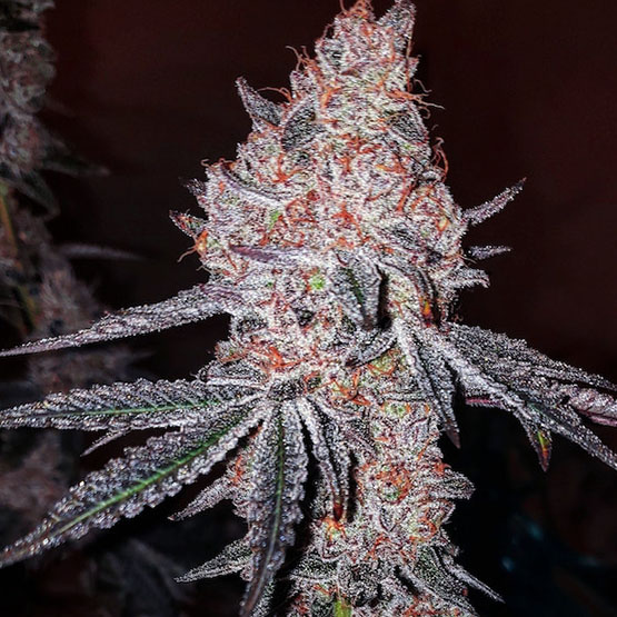 ETHOS Genetics - Strawberry Cookies OG R1 (fem.) 🇺🇸