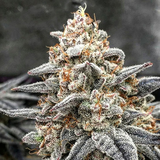 ETHOS Genetics - White Wedding RBX (fem.) 🇺🇸