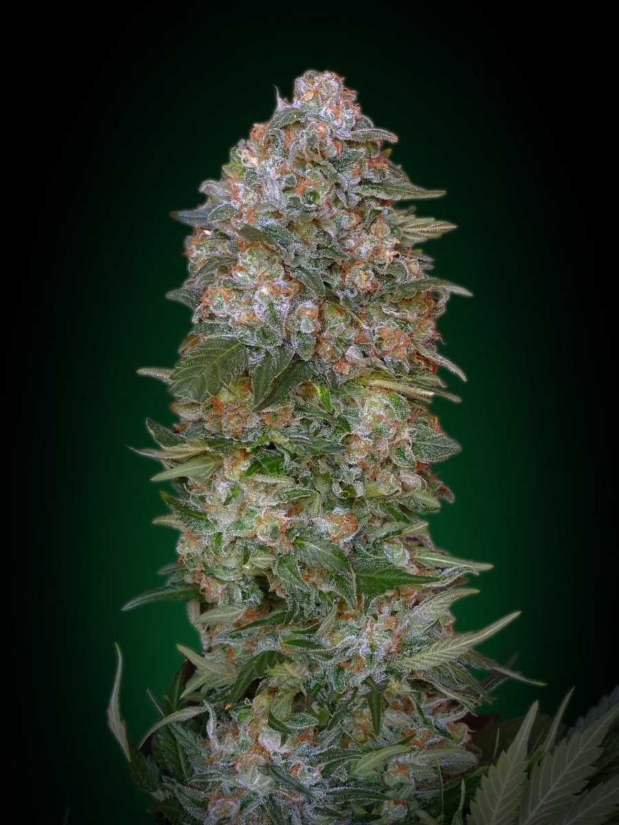 Advanced Seeds - Critical Soma (fem.)